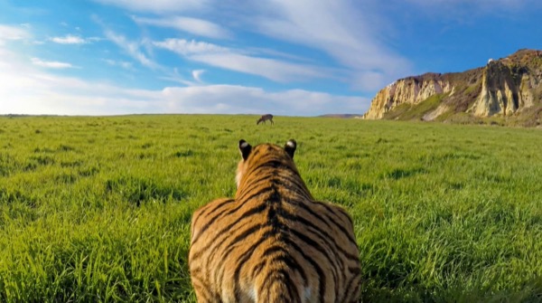 Kling 3.0 Tiger Chase