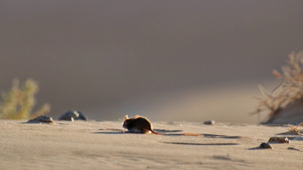 Ultra-Low Angle Falcon Dive-Bomb
