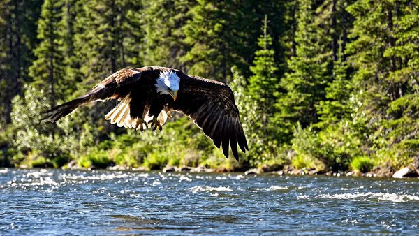 Bald Eagle Dives Toward Salmon River