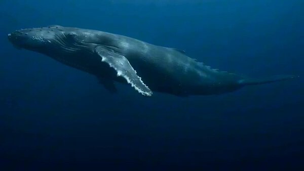 Gargantuan Whales Deep Experiment