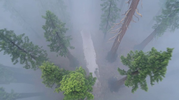 Rugged Truck Charges Through Redwood Forest
