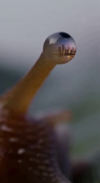 Perfume Commercial Comparison