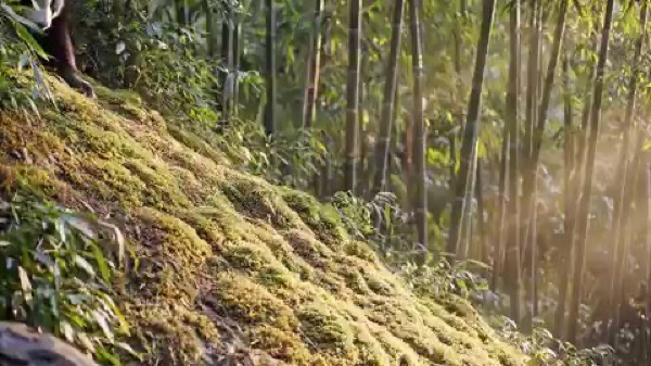 Playful Panda Cub on Bamboo Slope