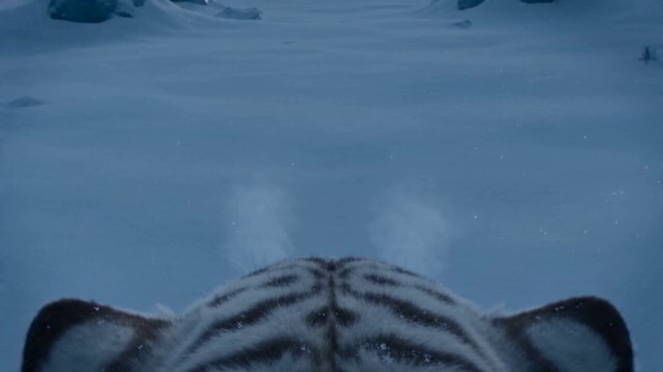 White Tiger Glacier Hunt