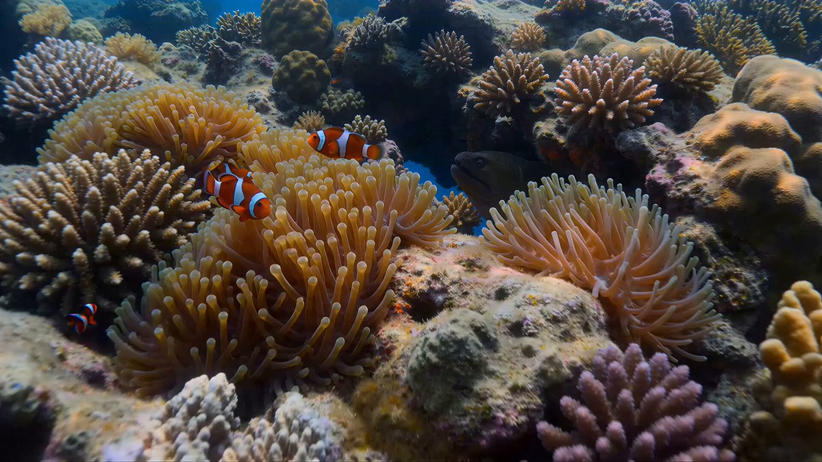 Text to Video Generation